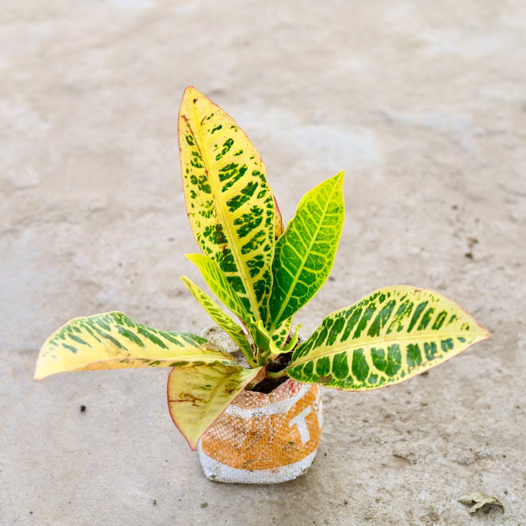 Croton Petra in 5 Inch Nursery Bag