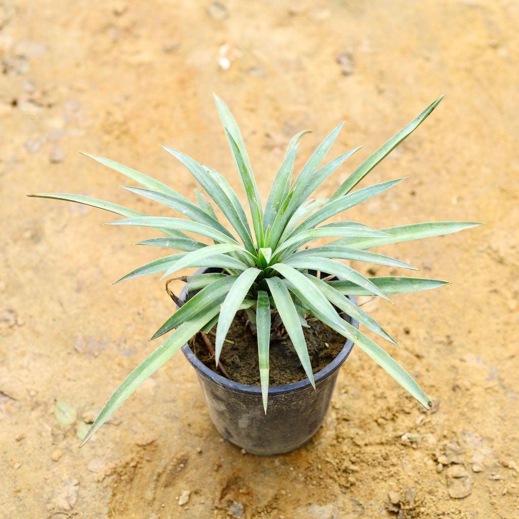 Gluca Yucca in 4 Inch Nursery Pot