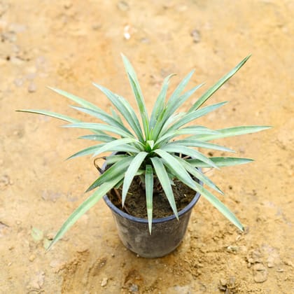 Buy Gluca Yucca in 4 Inch Nursery Pot Online | Urvann.com