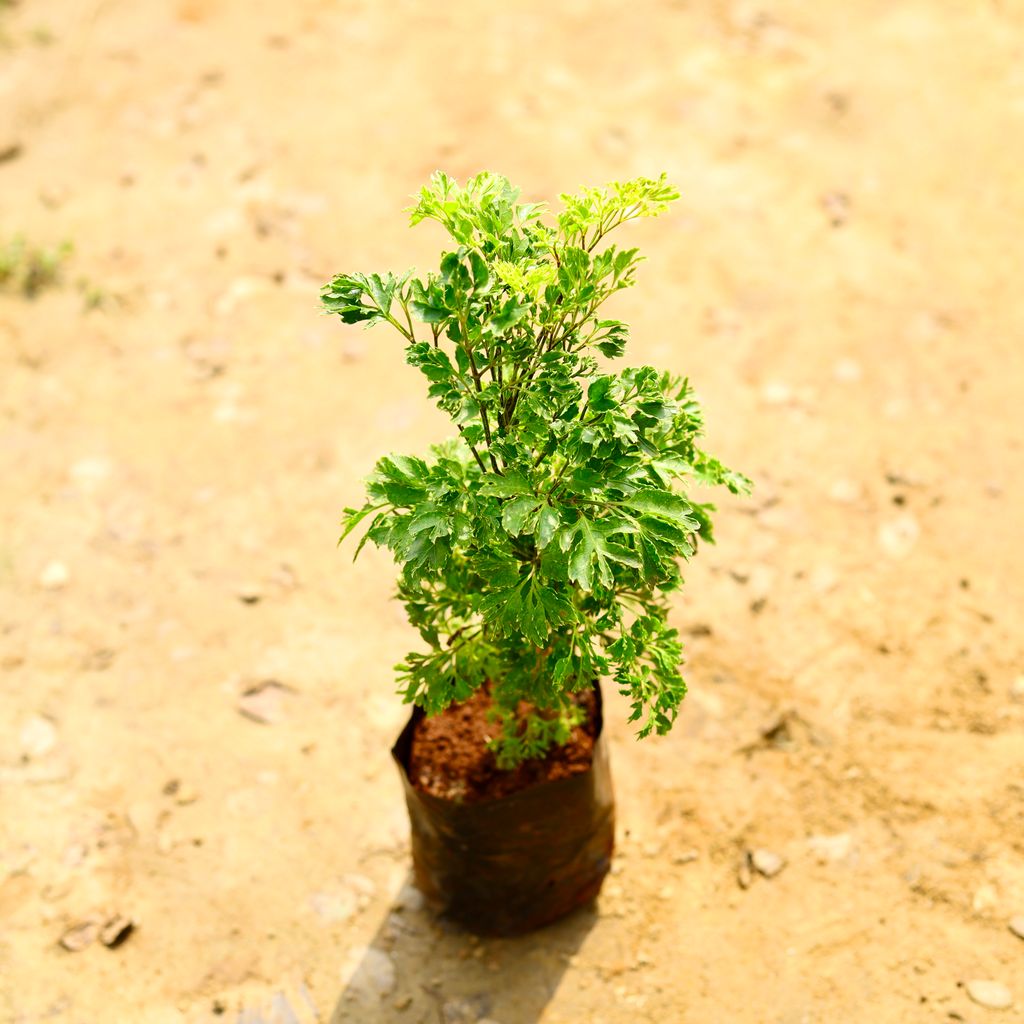 Aralia Golden in 5 Inch Nursery Bag