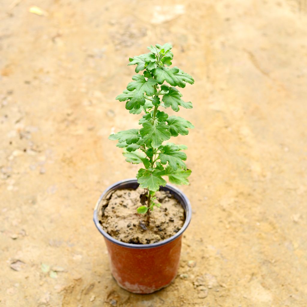 Chrysanthemum / Guldaudi / Guldawari (Any Colour) in 6 Inch Nursery Pot