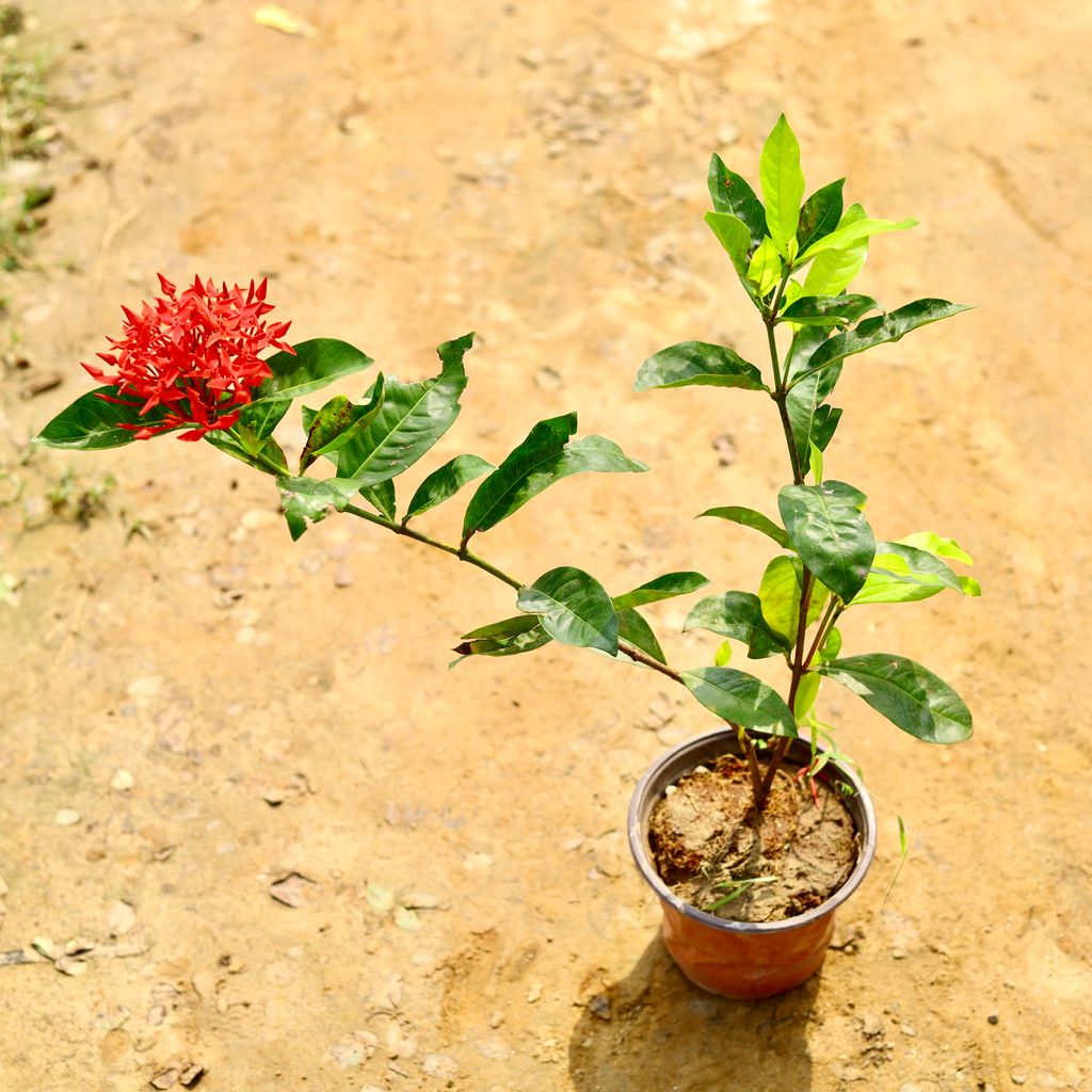 Ixora Red in 6 Inch Nursery Pot