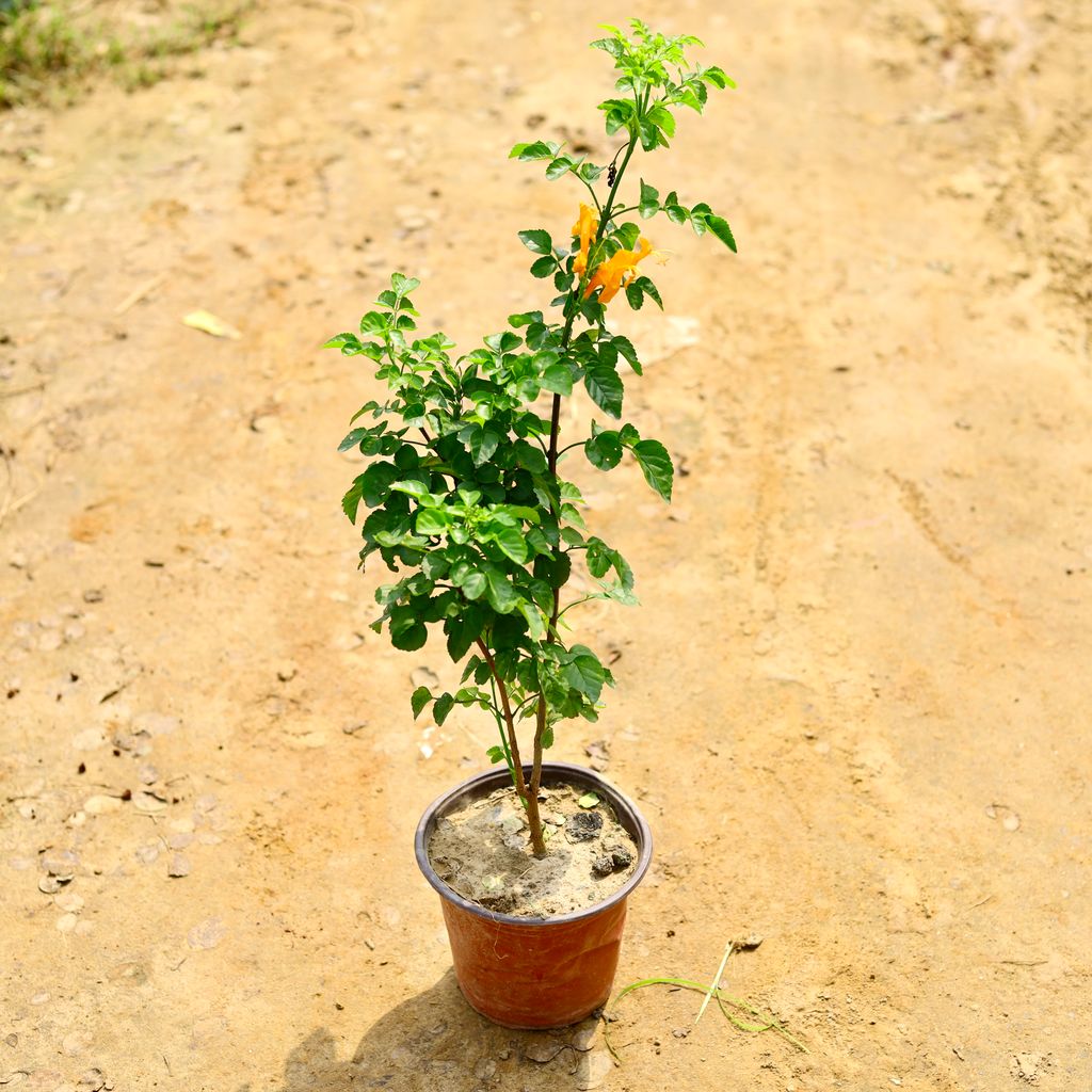 Tecoma Capensis in 6 Inch Nursery Pot