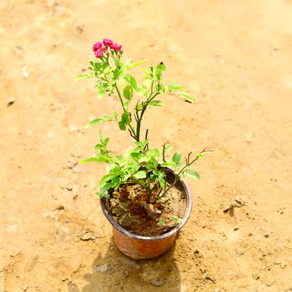 Buy Rose Miniature (Any Colour) in 6 Inch Nursery Pot Online | Urvann.com