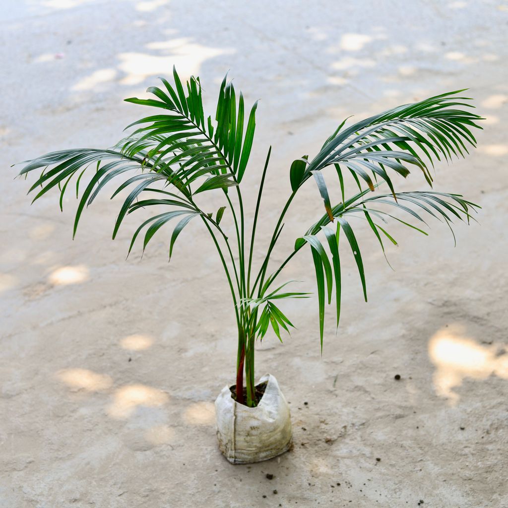 Areca Palm in 6 Inch Nursery Bag