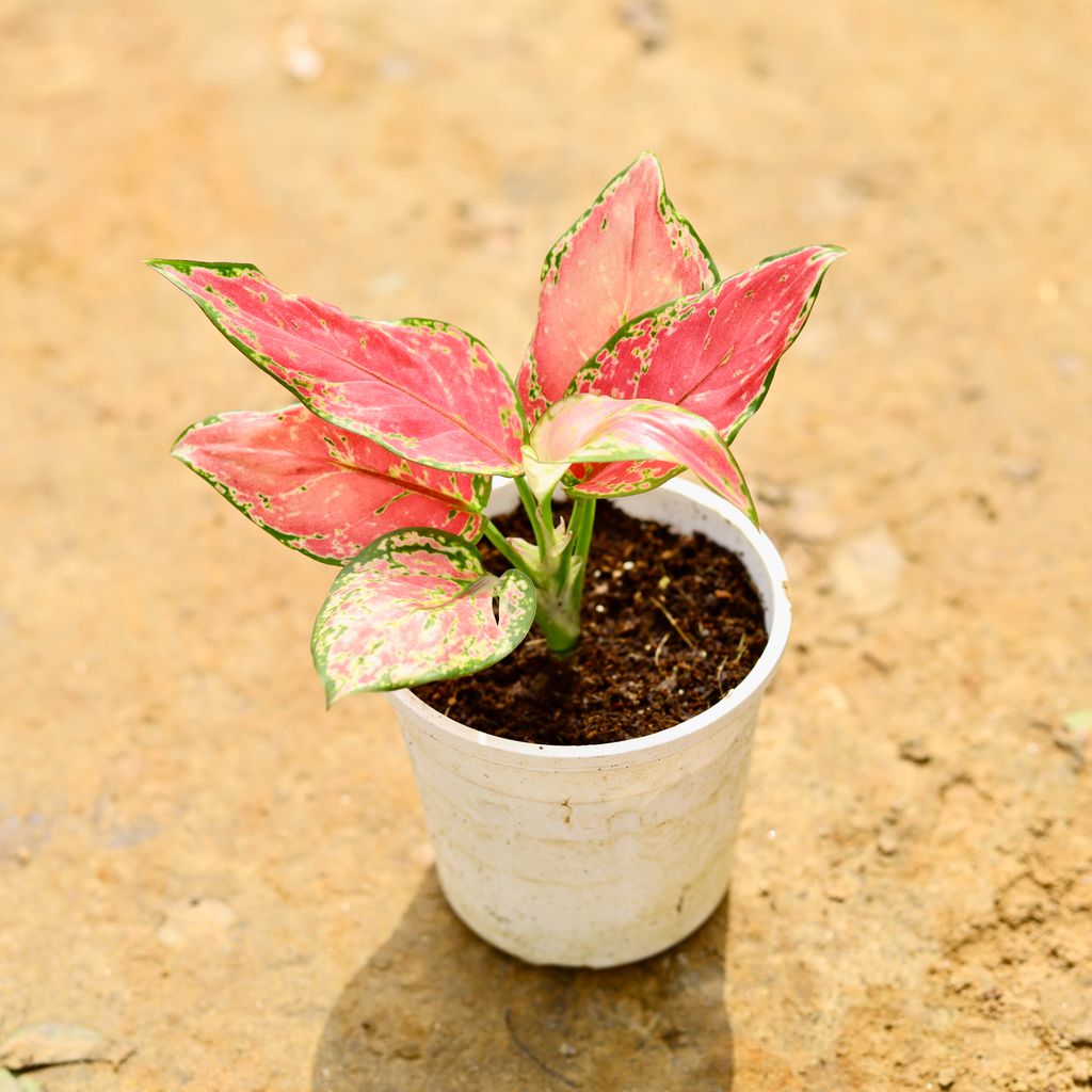 Aglaonema Pink in 4 Inch Nursery Pot