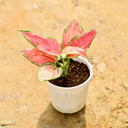 Buy Aglaonema Pink in 4 Inch Nursery Pot Online | Urvann.com