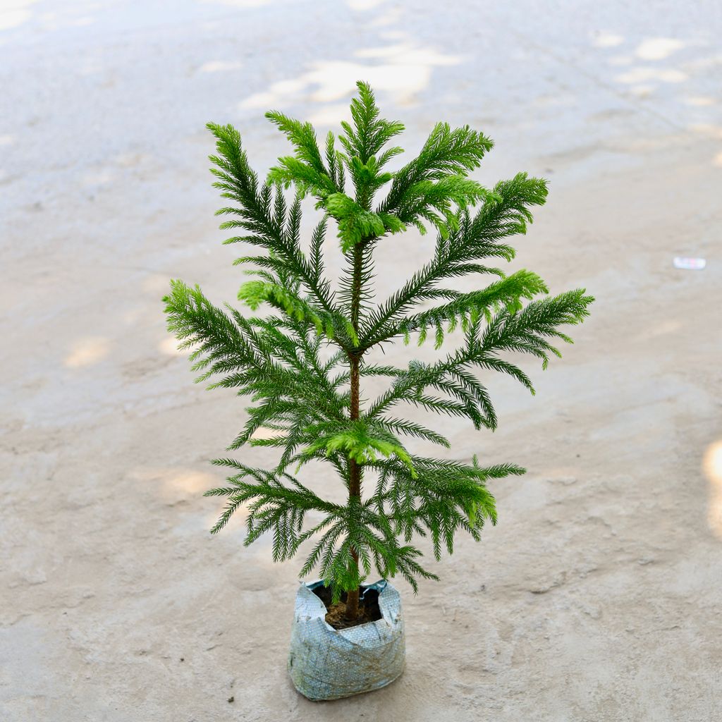 Araucaria / Christmas Tree in 5 Inch Nursery Bag