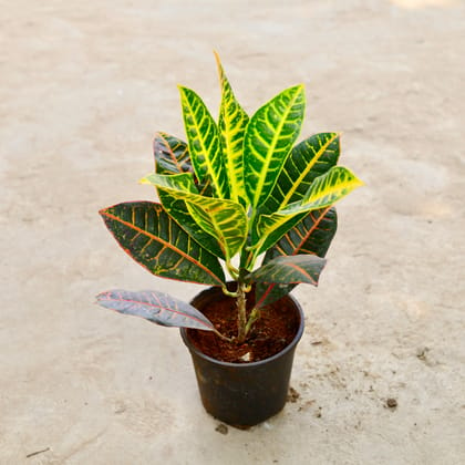 Buy Croton Petra in 6 Inch Nursery Pot Online | Urvann.com