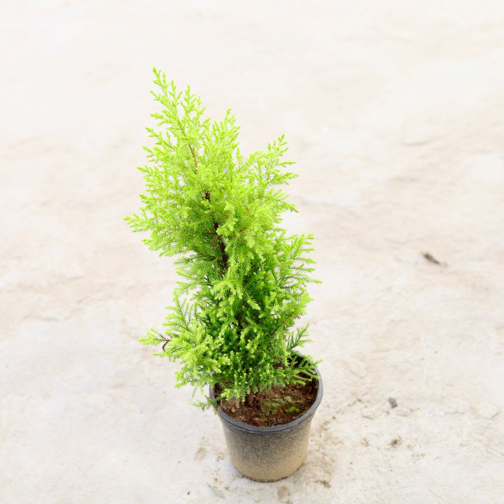 Golden Cypress in 5 Inch Nursery Bag