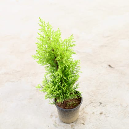 Buy Golden Cypress in 5 Inch Nursery Bag Online | Urvann.com