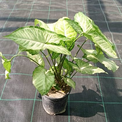 Buy Syngonium Green Arrowhead In 4 Inch Nursery bag Online | Urvann.com