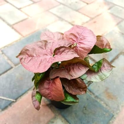 Buy Syngonium Pink in 4 Inch Nursery Pot Online | Urvann.com