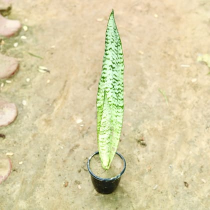 Buy Snake Long Variegated in 4 Inch Nursery Pot Online | Urvann.com