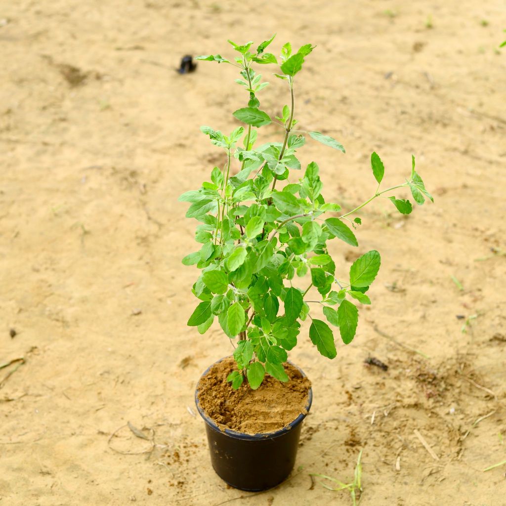 Free Gift - Holy Tulsi in 6 Inch Nursery Pot - Flash Sale