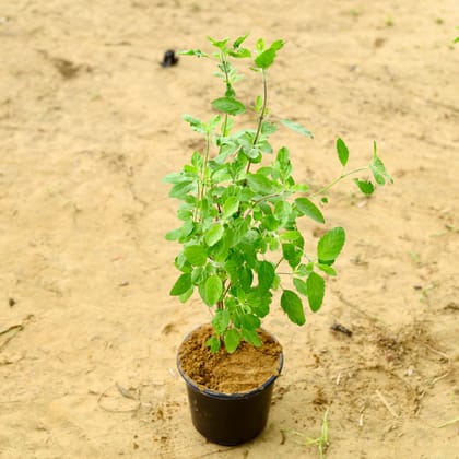 Buy Rama Tulsi Bushy in 6 Inch Nursery Pot Online | Urvann.com