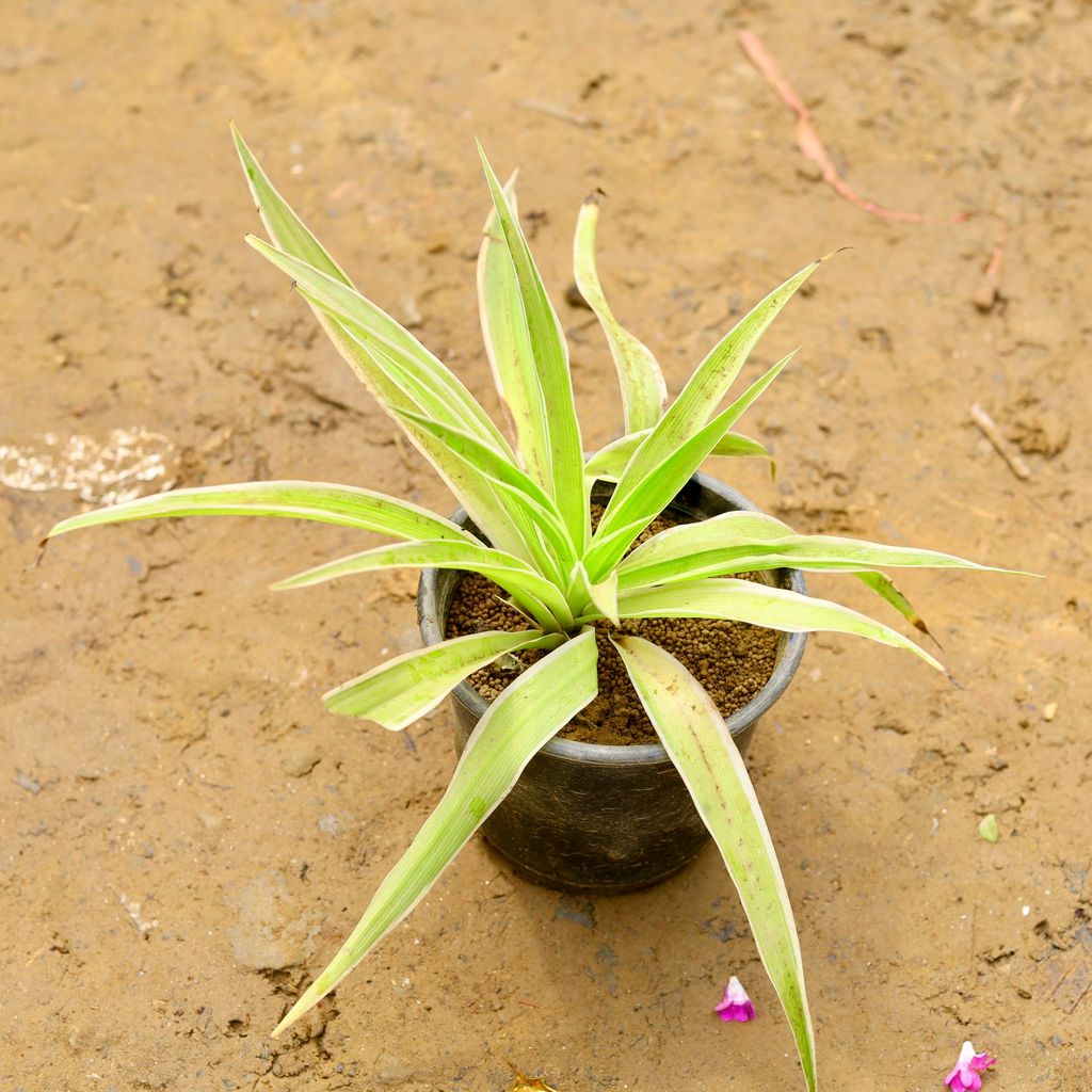 Free Gift - Spider Plant in 4 Inch Nursery Pot - Flash Sale