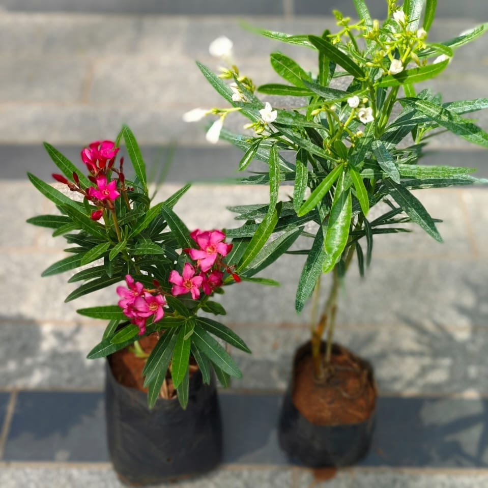 Set of 2 - Kaner / Oleander (Any colour) in 4 Inch Nursery Bag