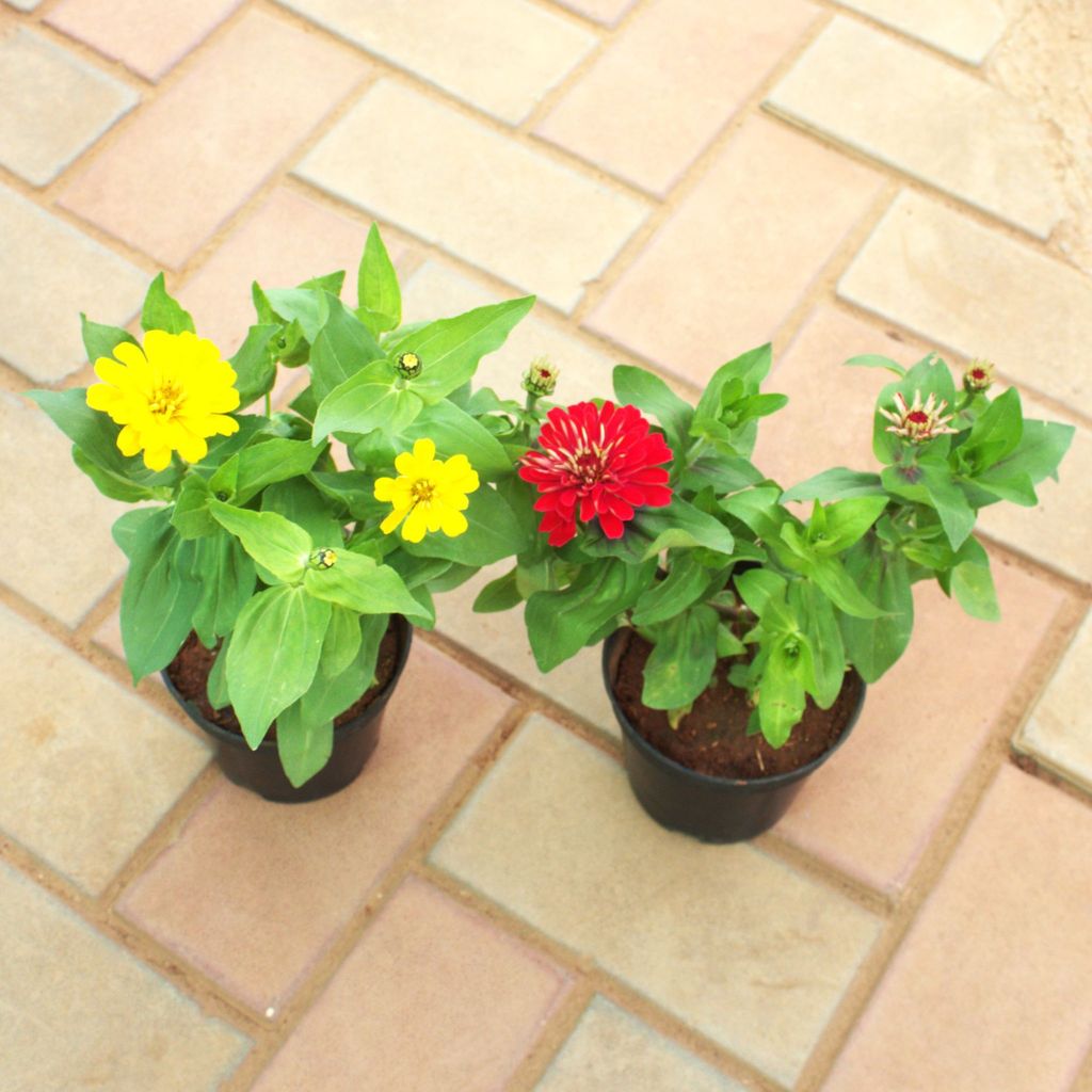 Set of 2 - Zinnia (Any Colour) in 4 Inch Nursery Pot