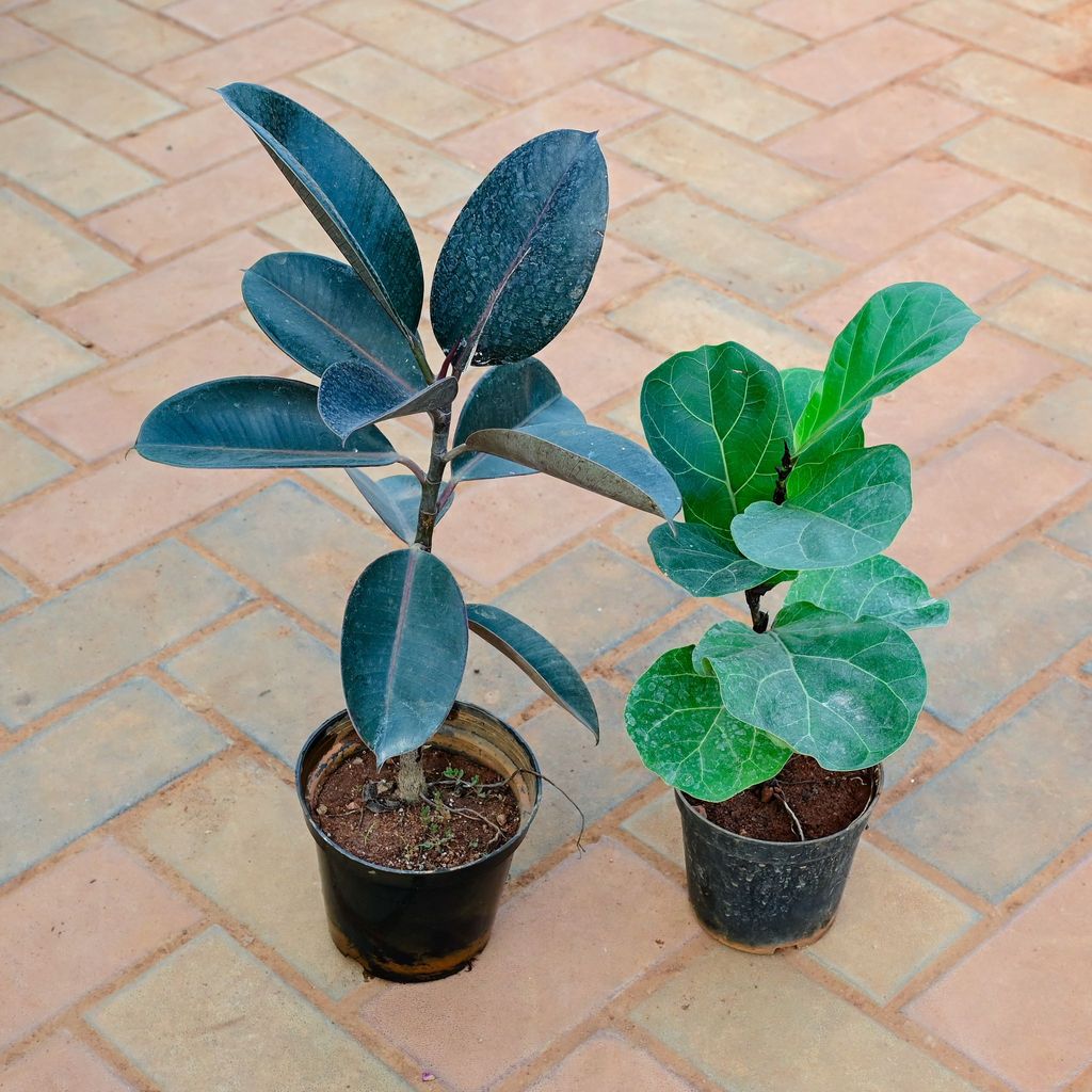 Set of 2 - Rubber & Fiddle Leaf Fig / Ficus Lyrata in 5 Inch Nursery Pot