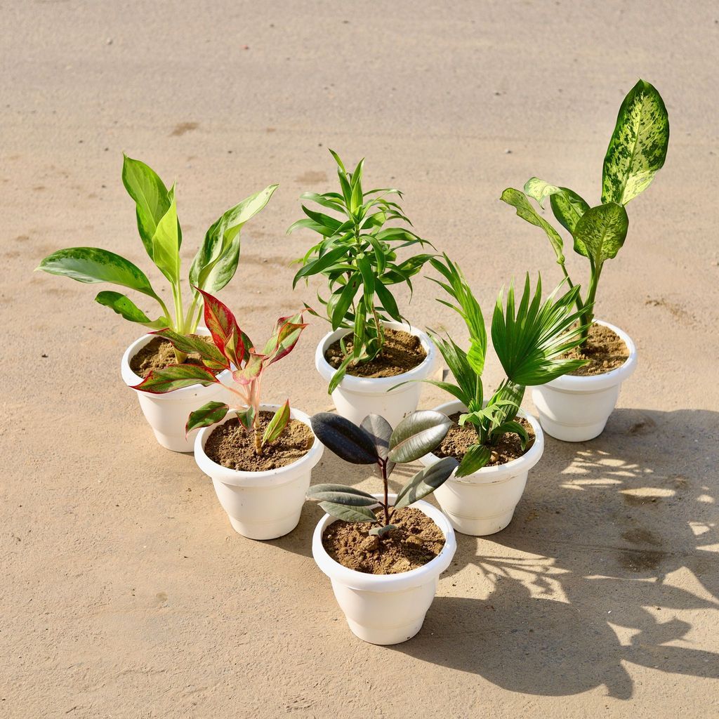 Evergreen Elegance- Set of 6 - Aglaonema Silver Queen, Dracaena Green, Dieffenbachia, Aglaonema Lipstick, China / Fan Palm & Rubber Plant in 8 Inch Classy White Plastic Pot