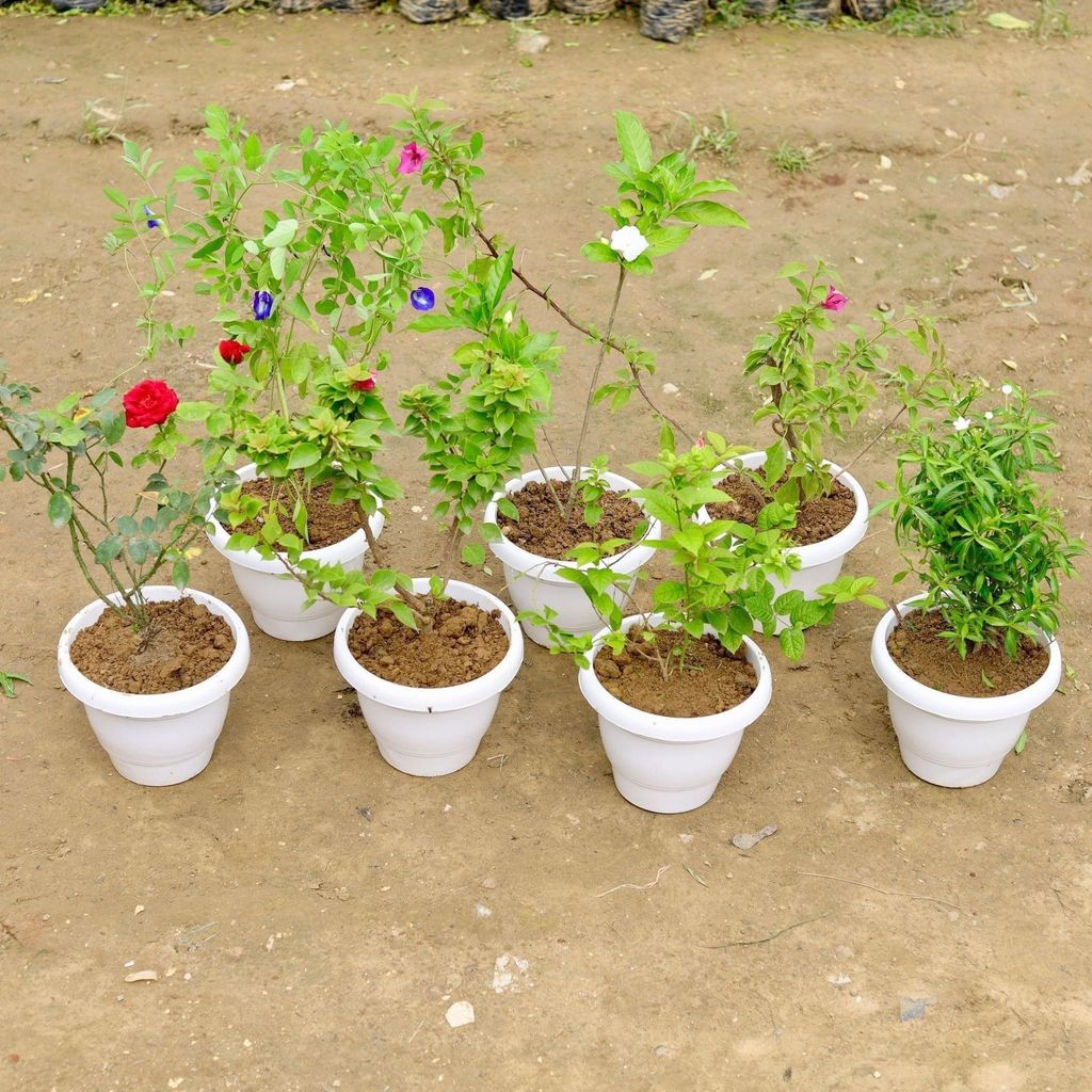 Flower Garden Special- Set of 7 - Aparajita, English Rose, Madhu Malti / Rangoon Creeper,Bougainvillea,Chandni, Dwarf Chandi & English Bougainvillea (any colour) in 8 Inch White Classy Plastic Pot