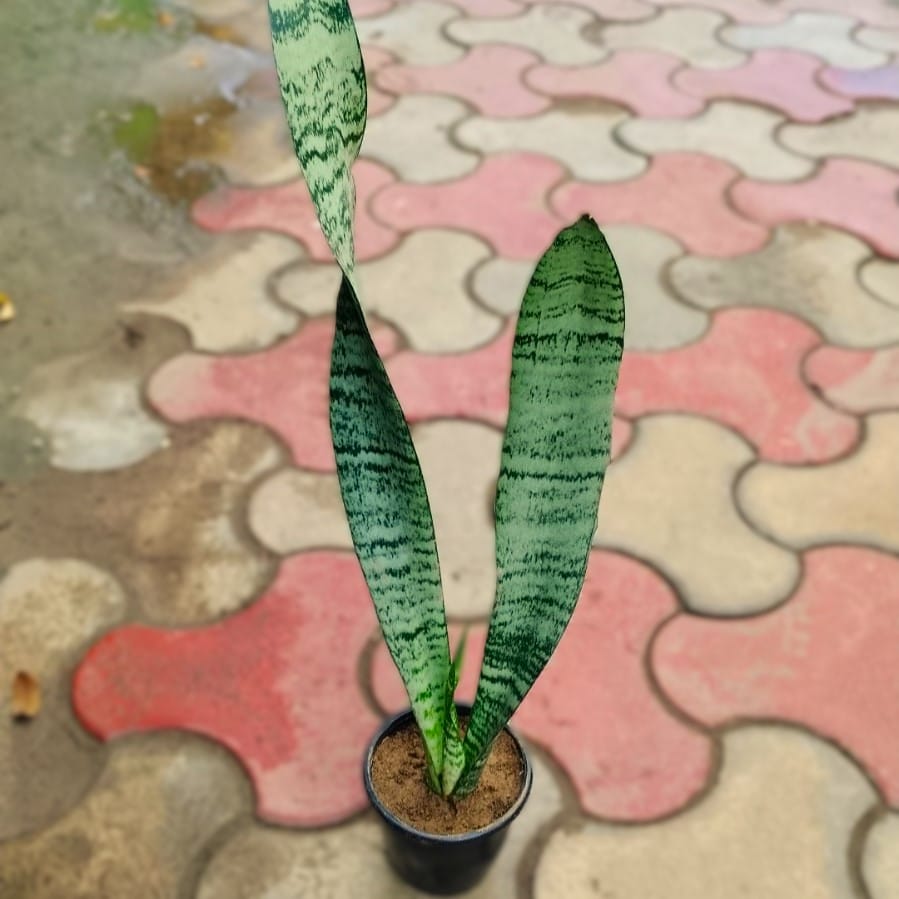 Free Gift - Snake Long Variegated in 4 Inch Nursery Pot - Flash Sale