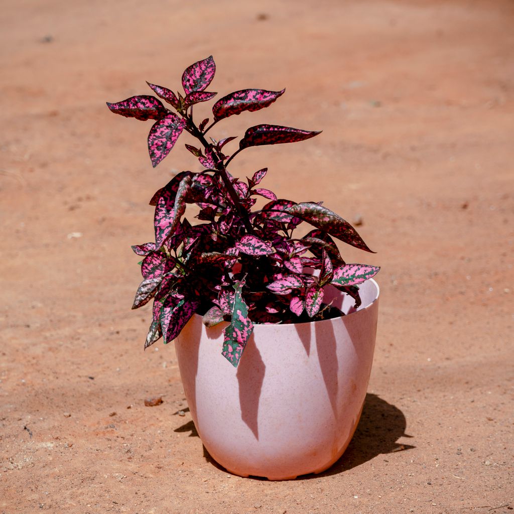 Hypoestes / Polka Dot Red in 6 Inch Pink Marble Premium Orchid Round Plastic Pot