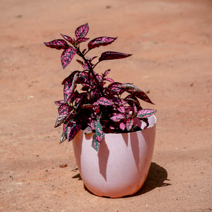 Buy Hypoestes / Polka Dot Red in 6 Inch Pink Marble Premium Orchid Round Plastic Pot Online | Urvann.com