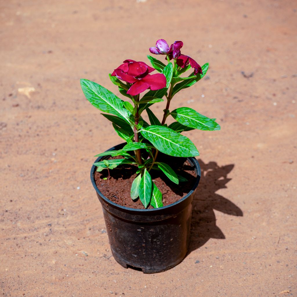 Periwinkle / Sadabahar / Vinca (any colour) in 4 Inch Nursery Pot