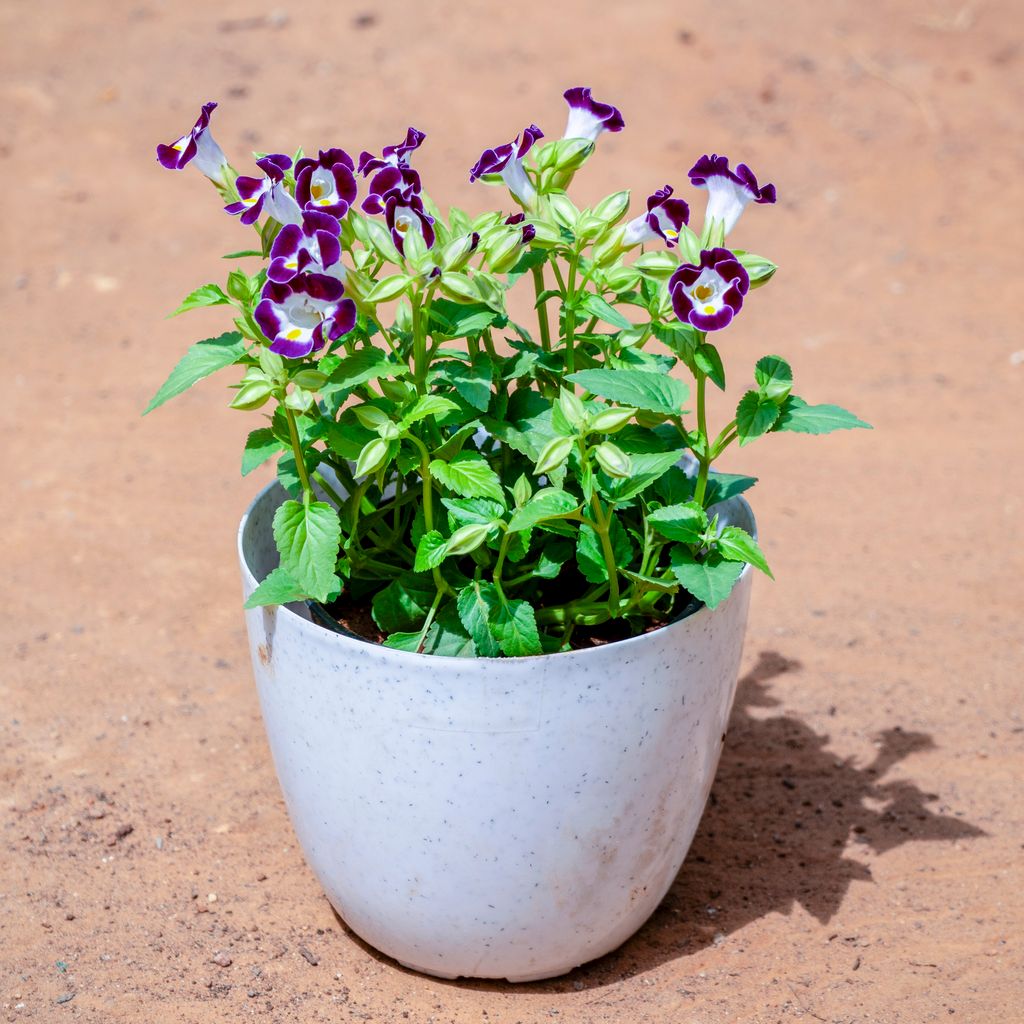 Torenia / Wishbone (any colour) in 6 Inch White Premium Orchid Round Plastic Pot