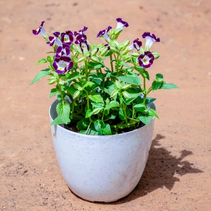 Buy Torenia / Wishbone (any colour) in 6 Inch White Premium Orchid Round Plastic Pot Online | Urvann.com