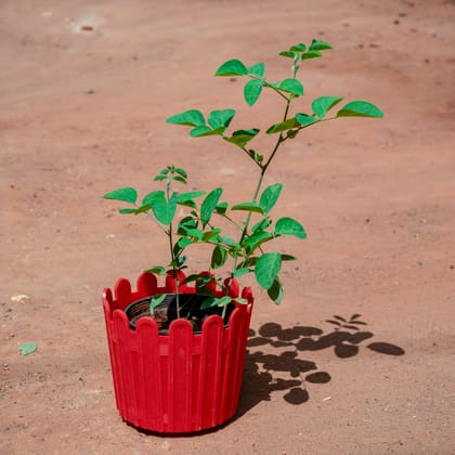 Buy Aparajita / Asian Pigeonwings (any colour) in 6 Inch Red Premium Tippy Plastic Pot Online | Urvann.com