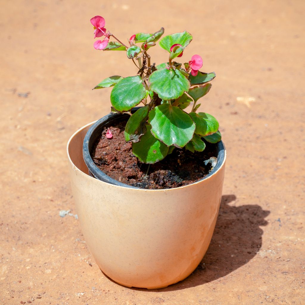 Begonia (Any Colour) in 6 Inch Beige Marble Premium Orchid Round Plastic Pot