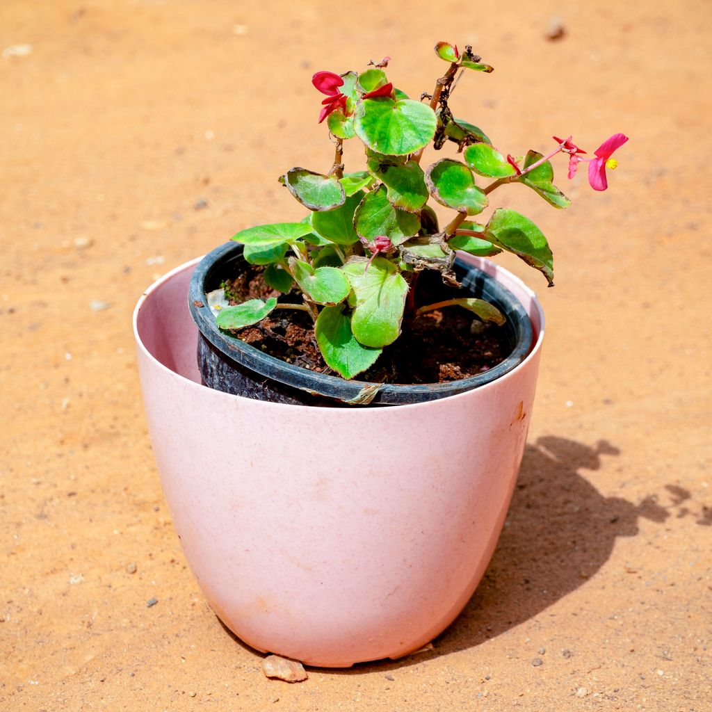 Begonia (Any Colour) in 6 Inch Pink Marble Premium Orchid Round Plastic Pot