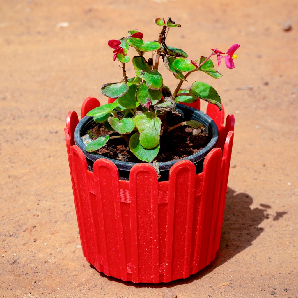 Begonia (Any Colour) in 6 Inch Red Premium Tippy Plastic Pot