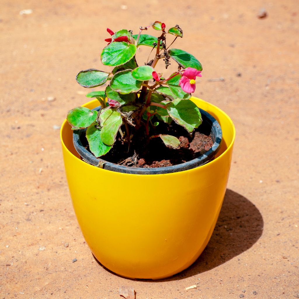 Begonia (Any Colour) in 6 Inch Yellow Premium Orchid Round Plastic Pot