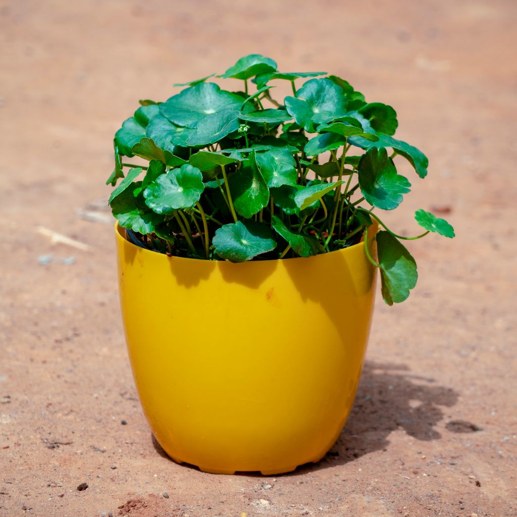 Brahmi Dollar / Pennywort in 6 Inch Yellow Premium Orchid Round Plastic Pot