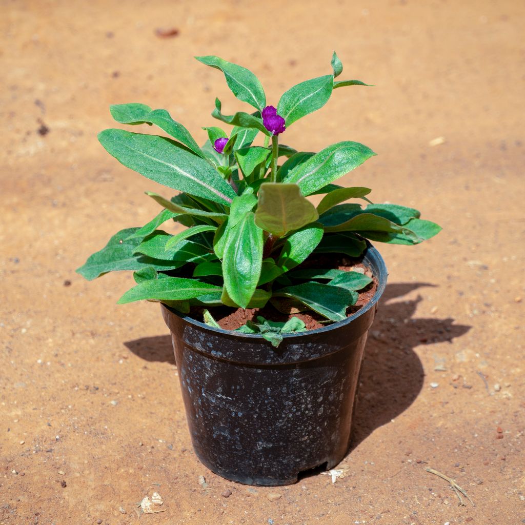 Gomphrena (Any Colour) in 5 Inch Nursery Pot