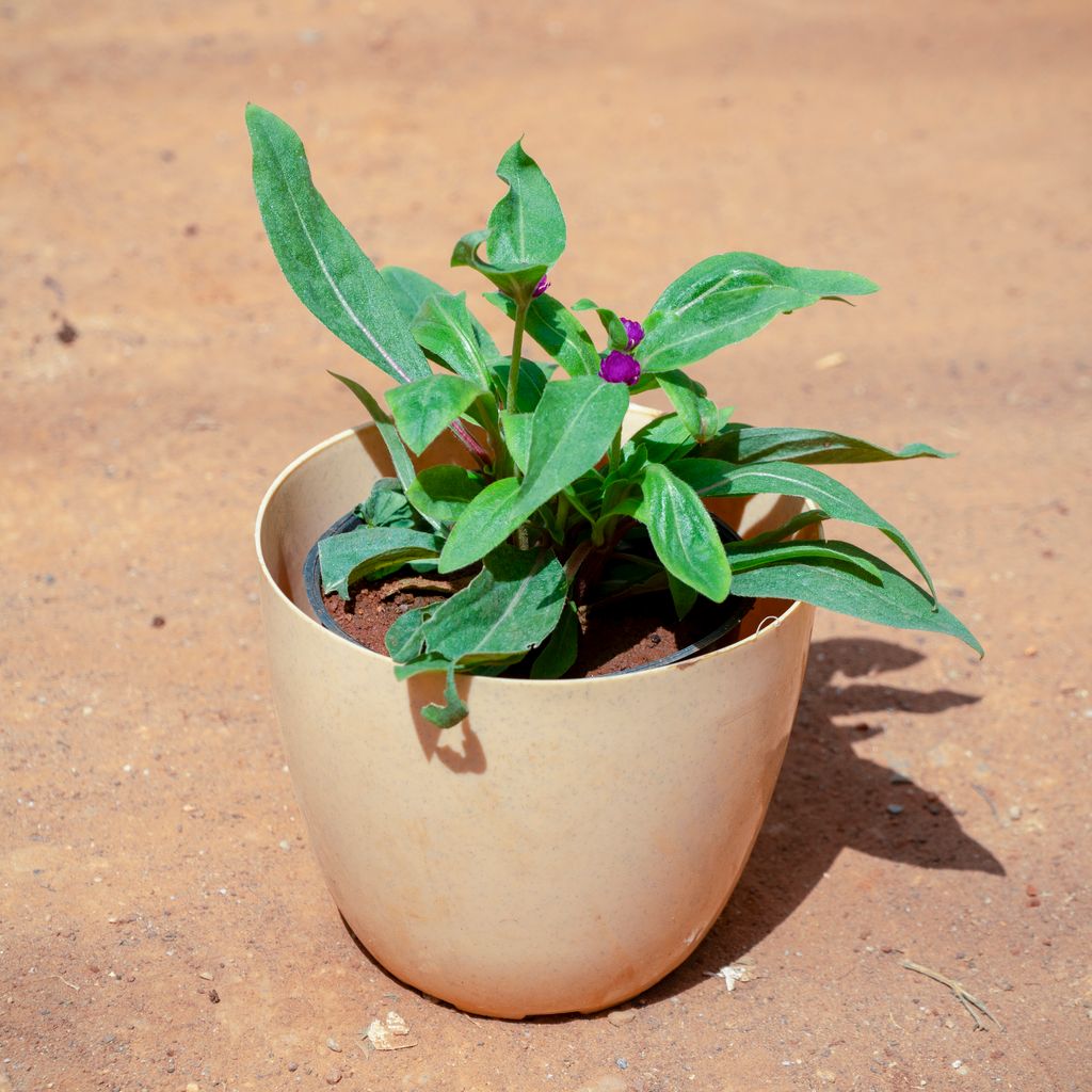 Gomphrena (Any Colour) in 6 Inch Beige Marble Premium Orchid Round Plastic Pot