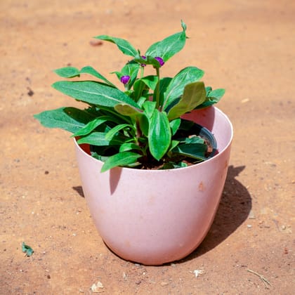 Buy Gomphrena (Any Colour) in 6 Inch Pink Marble Premium Orchid Round Plastic Pot Online | Urvann.com