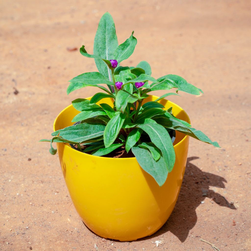 Gomphrena (Any Colour) in 6 Inch Yellow Premium Orchid Round Plastic Pot