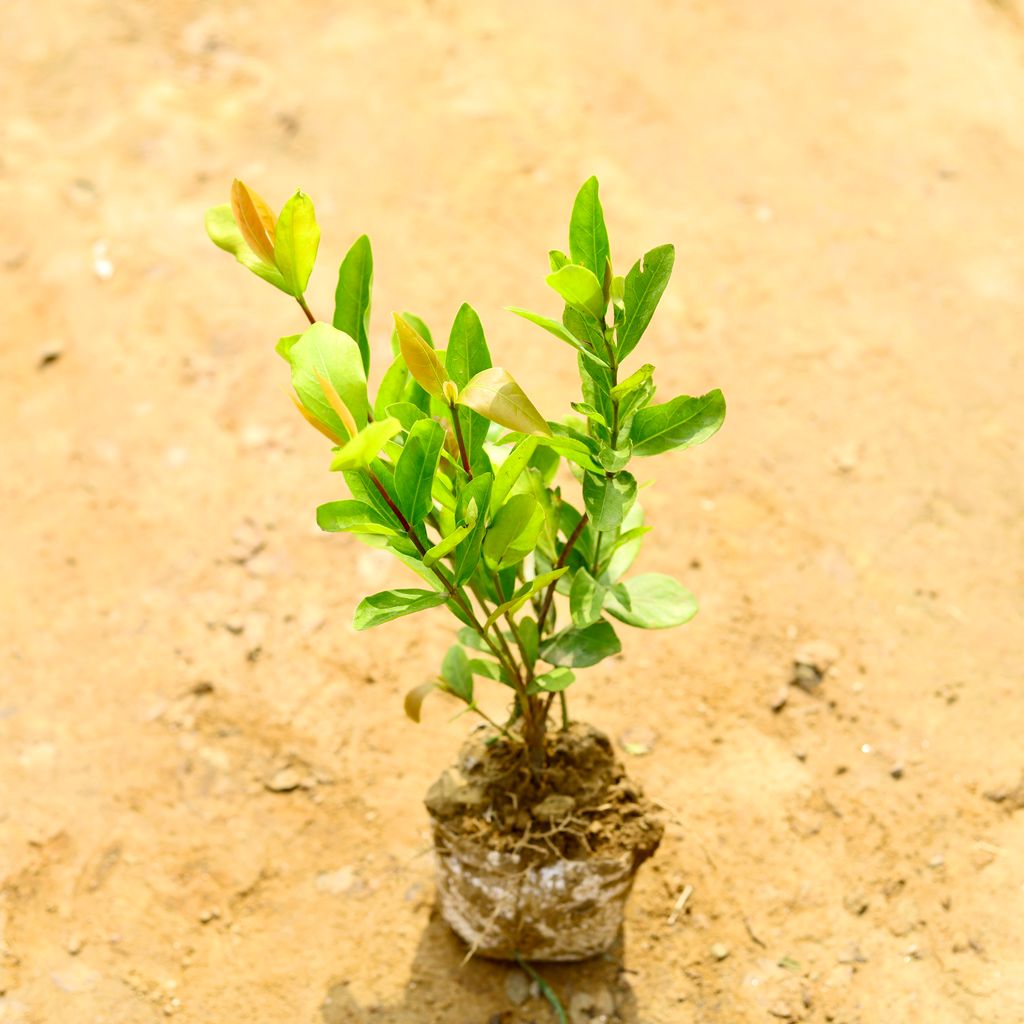 Ixora (Any Colour) in 5 Inch Nursery Bag