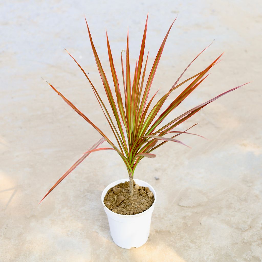 Dracaena Colorama in 5 Inch Nursery Pot