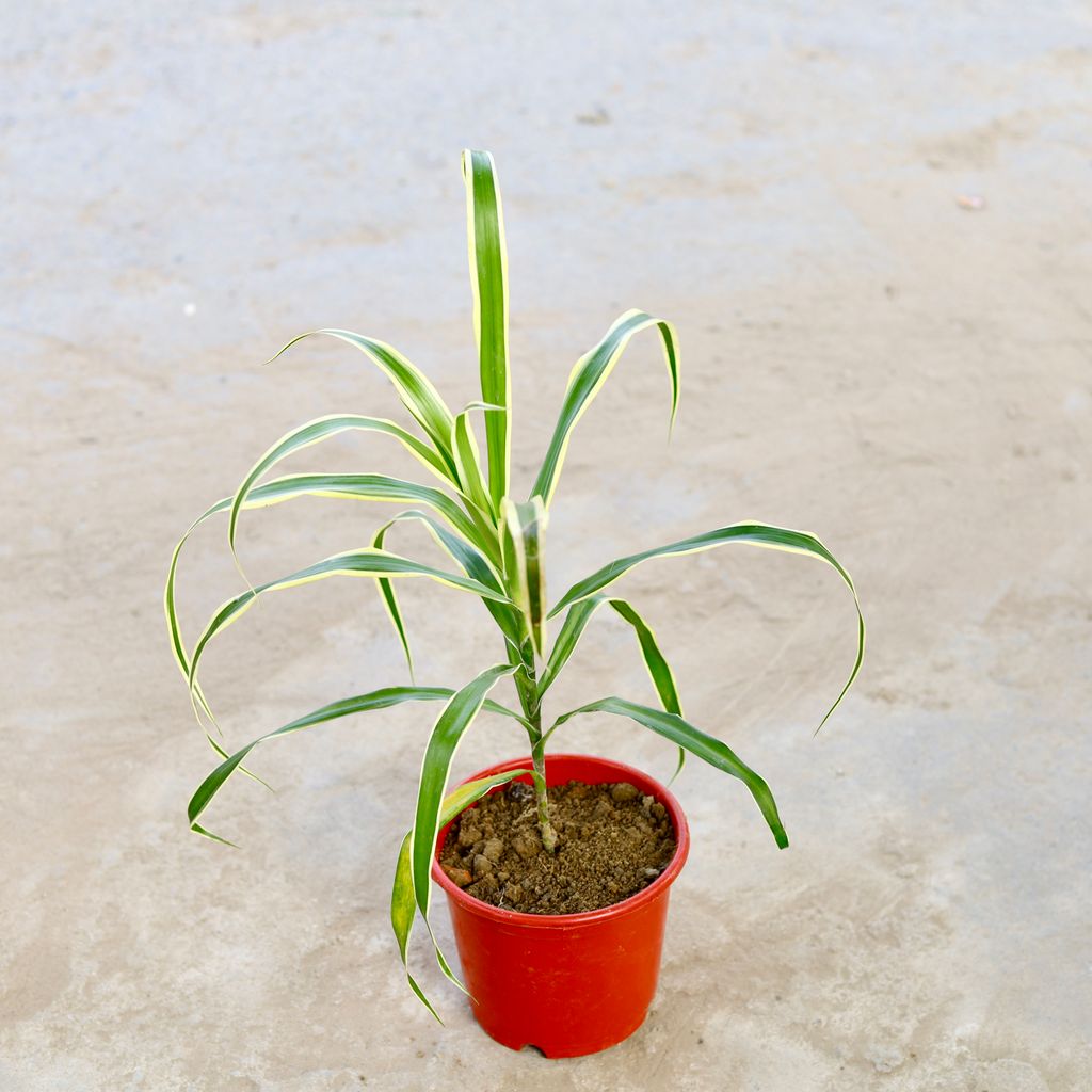 Dracaena Song of Jamaica in 5 Inch Nursery Pot