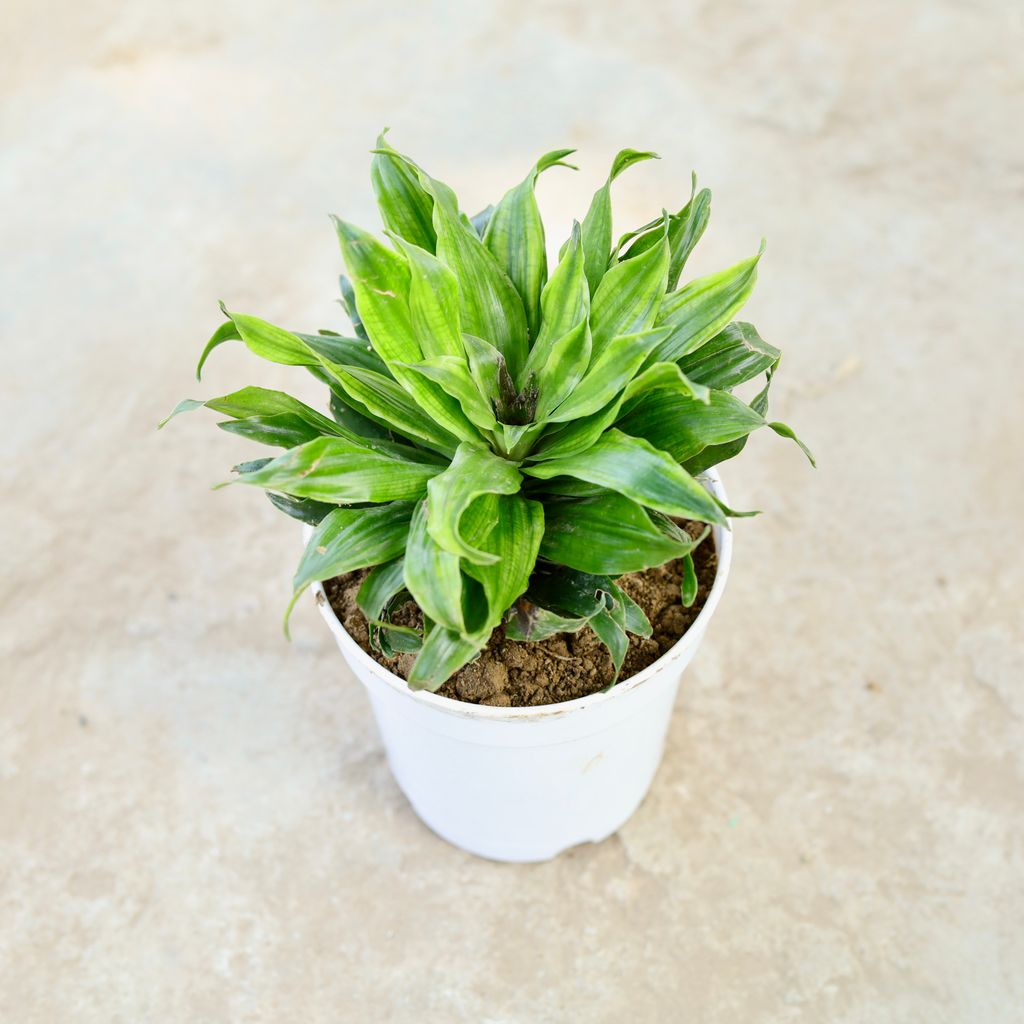 Dracaena Compacta in 5 Inch Nursery Pot