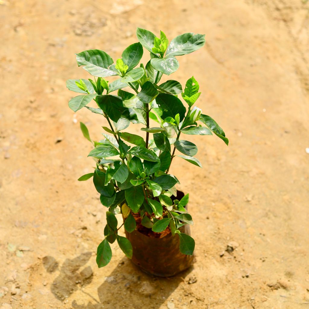 Gandhraaj / Gardenia (Any Colour) in 7 Inch Nursery Bag