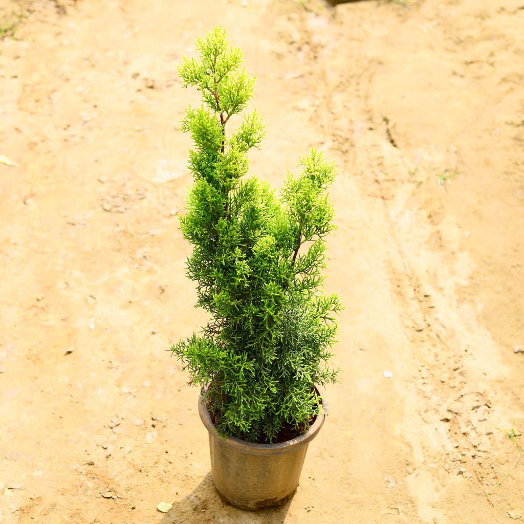 Golden Cypress in 8 Inch Nursery Pot