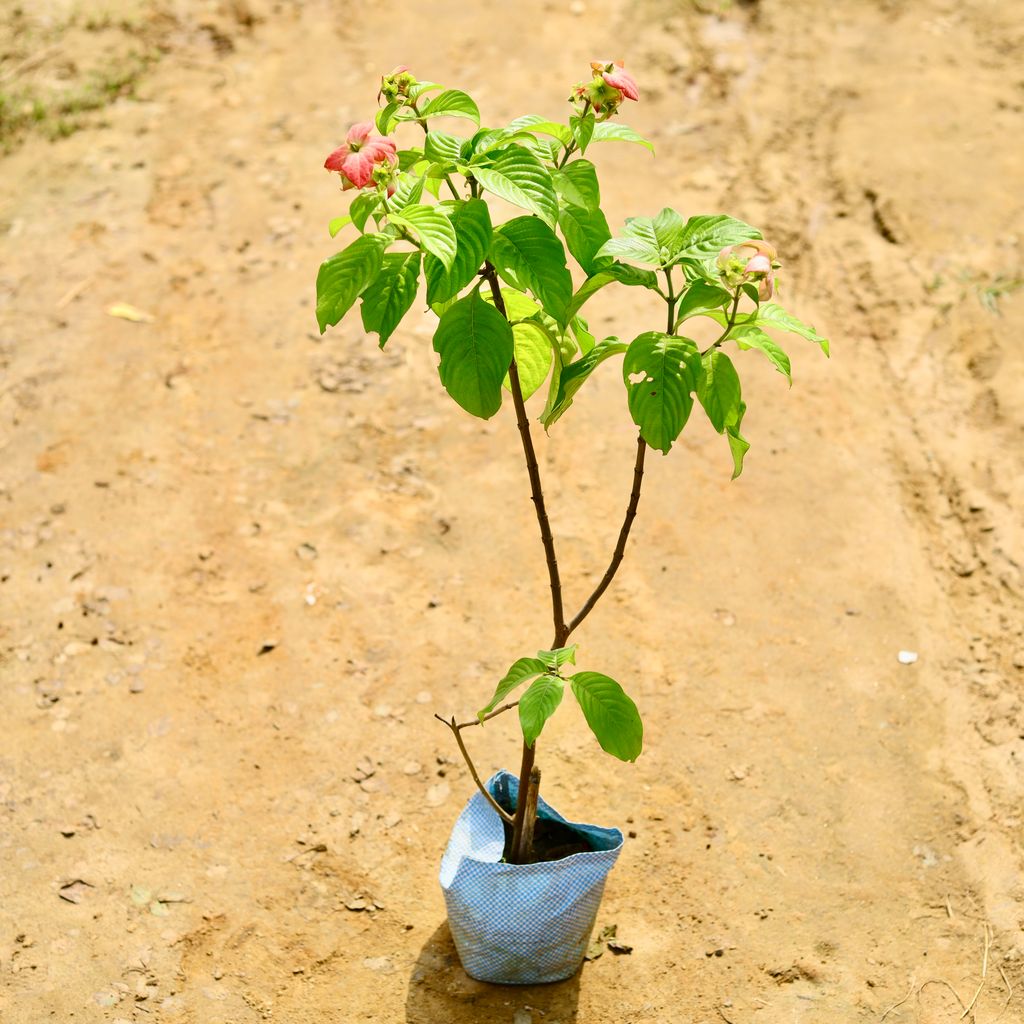 Mussaenda in 7 Inch Nursery Bag