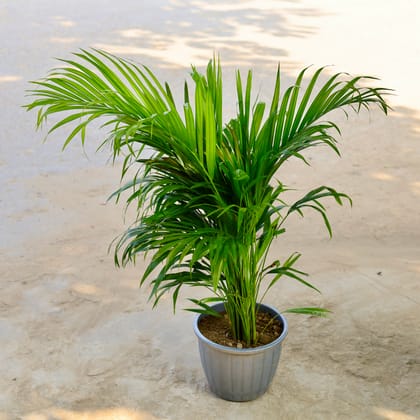 Buy Areca Palm (~ 3.5 Ft) in 10 Inch Nursery Pot Online | Urvann.com